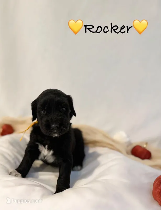 Rocker – Goldendoodle puppy for sale in Warren, NH