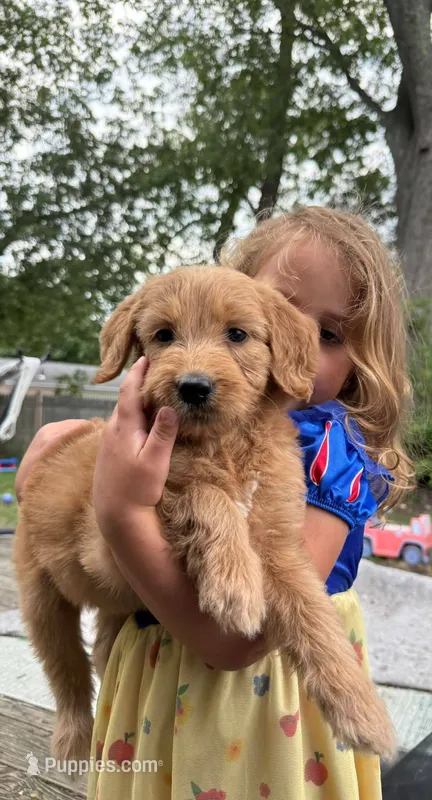 Sophia – Goldendoodle puppy for sale in Warren, NH