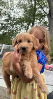 Sophia, a female Goldendoodle for sale in Warren, NH – 1 of 1