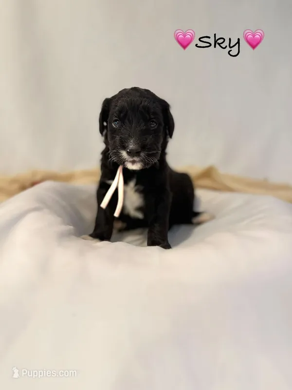 Sky – Goldendoodle puppy for sale in Warren, NH