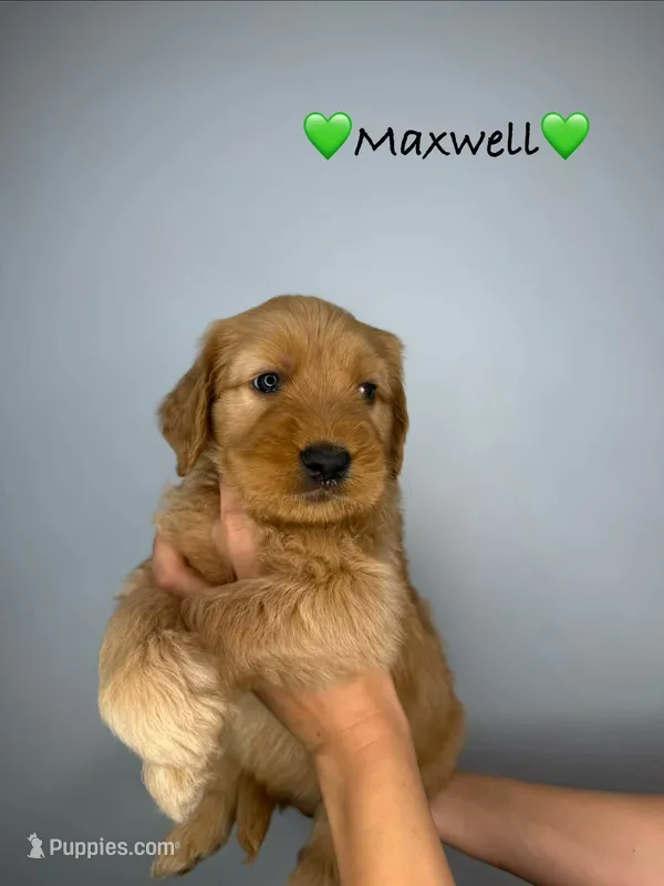 Maxwell – Goldendoodle puppy for sale in Warren, NH