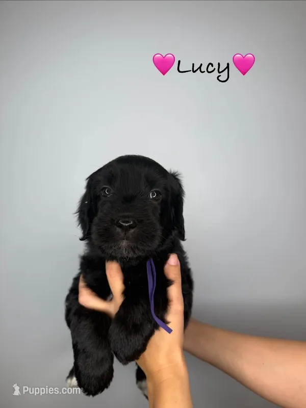 Lucy – Goldendoodle puppy for sale in Warren, NH