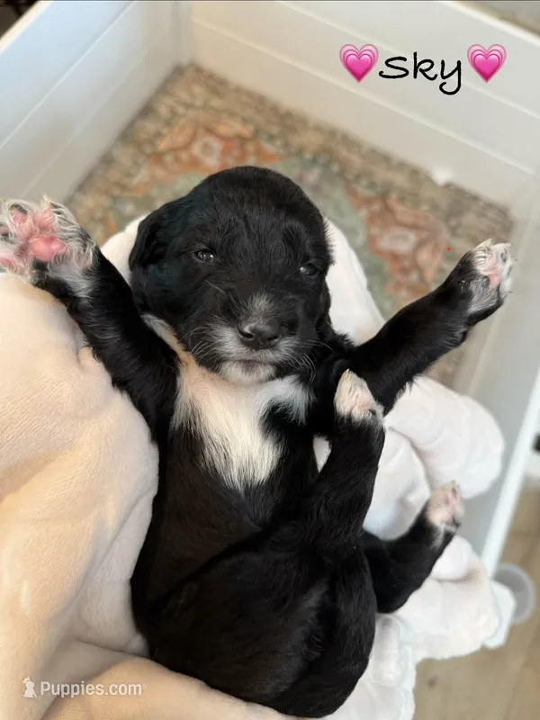 Sky – Goldendoodle puppy for sale in Warren, NH