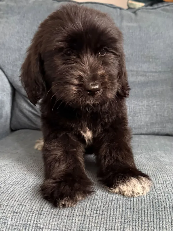 Trinity – Goldendoodle puppy for sale in Warren, NH