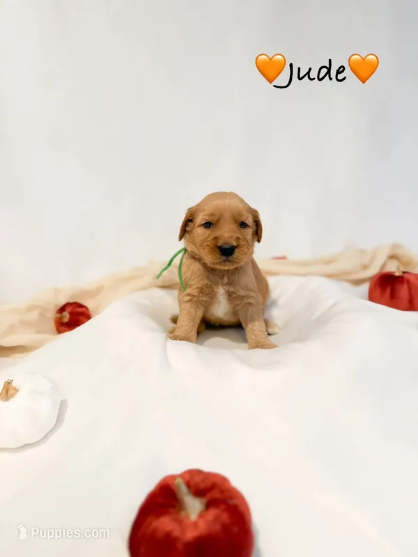 Jude – Goldendoodle puppy for sale in Warren, NH