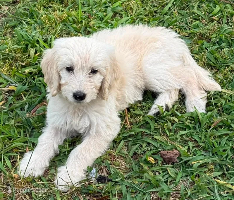 Abby – Goldendoodle puppy for sale in Warren, NH