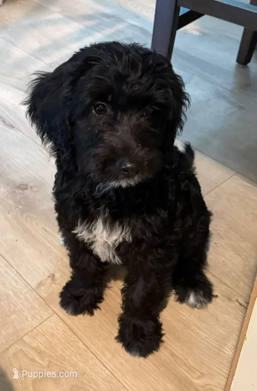 Mia – Goldendoodle puppy on hold in Warren, NH