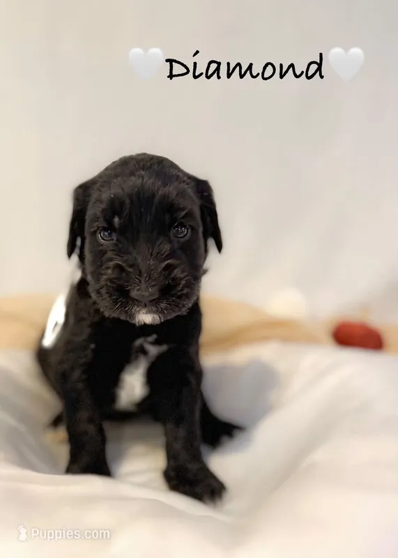 Diamond – Goldendoodle puppy for sale in Warren, NH