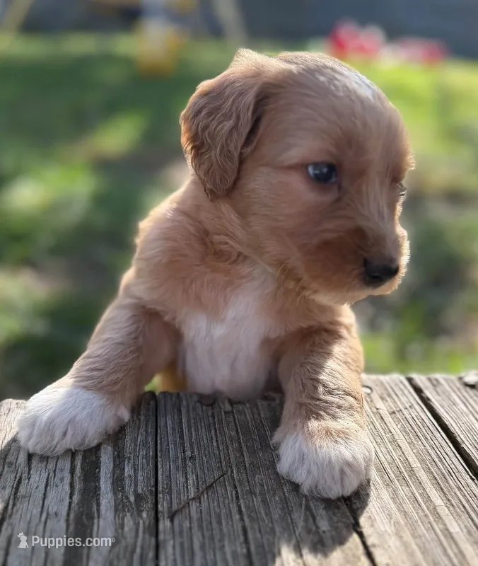 Johnny – Goldendoodle puppy for sale in Warren, NH