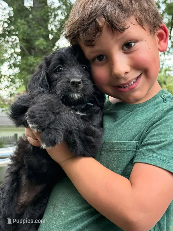 Mia – Goldendoodle puppy for sale in Warren, NH