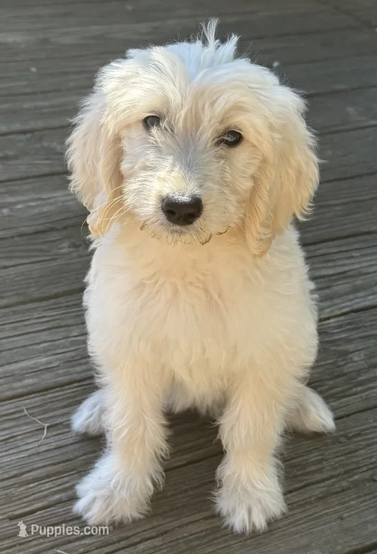 Abby – Goldendoodle puppy for sale in Warren, NH