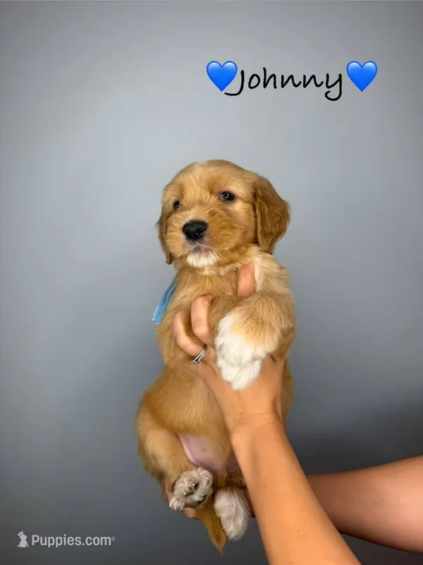 Johnny – Goldendoodle puppy for sale in Warren, NH