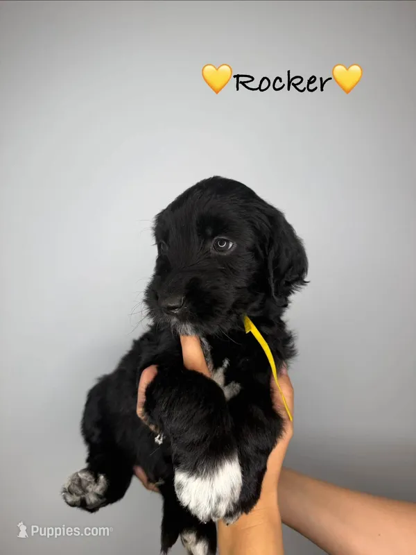 Rocker – Goldendoodle puppy for sale in Warren, NH