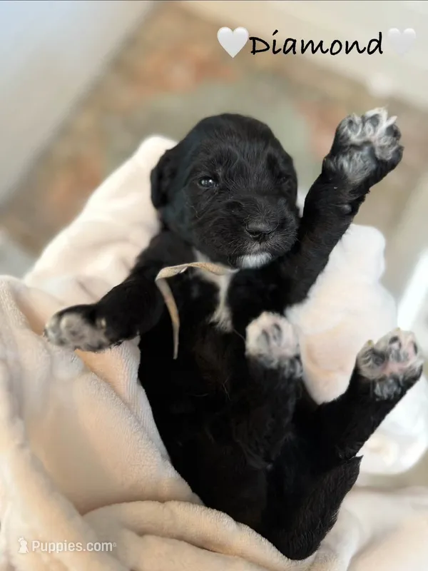 Diamond – Goldendoodle puppy for sale in Warren, NH