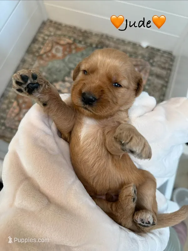 Jude – Goldendoodle puppy for sale in Warren, NH