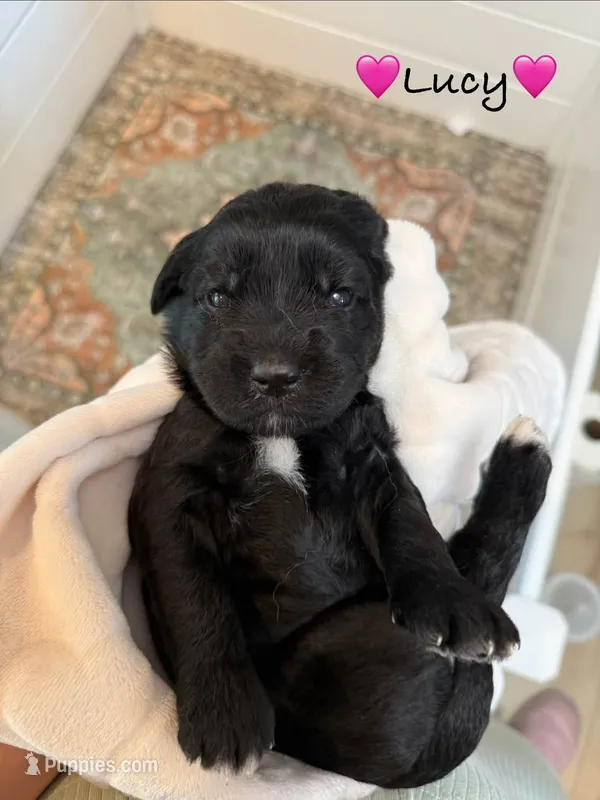 Lucy – Goldendoodle puppy for sale in Warren, NH