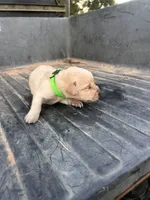 Yellow, a male Labrador Retriever for sale in Pine Mountain, GA – 3 of 5