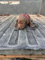 Brown, a female Labrador Retriever for sale in Pine Mountain, GA – 4 of 6