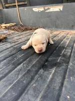 Yellow, a male Labrador Retriever for sale in Pine Mountain, GA – 4 of 9