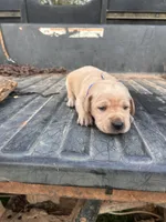 Yellow, a male Labrador Retriever for sale in Pine Mountain, GA – 9 of 9