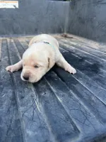 Yellow, a male Labrador Retriever for sale in Pine Mountain, GA – 6 of 9