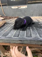 Black, a female Labrador Retriever for sale in Pine Mountain, GA – 3 of 7
