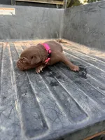Brown, a female Labrador Retriever for sale in Pine Mountain, GA – 6 of 6