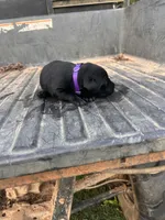Black, a female Labrador Retriever for sale in Pine Mountain, GA – 7 of 7
