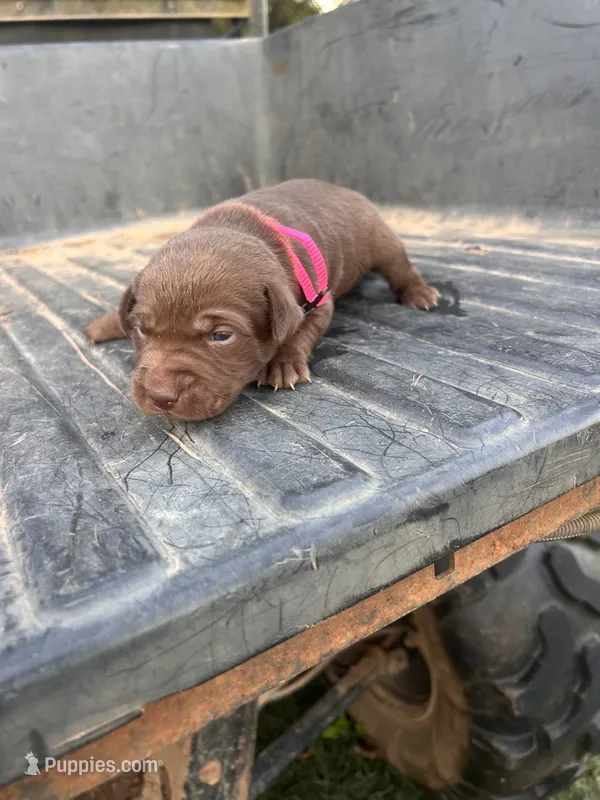Brown – Labrador Retriever puppy for sale in Pine Mountain, GA