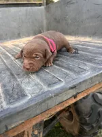 Brown, a female Labrador Retriever for sale in Pine Mountain, GA – 1 of 6