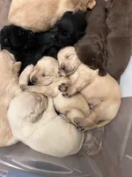 Yellow, a male Labrador Retriever for sale in Pine Mountain, GA – 4 of 5