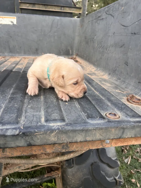 Yellow – Labrador Retriever puppy for sale in Pine Mountain, GA