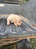 Yellow, a male Labrador Retriever for sale in Pine Mountain, GA – 1 of 9