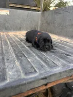 Black, a male Labrador Retriever for sale in Pine Mountain, GA – 2 of 6