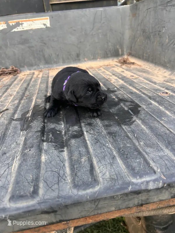 Black – Labrador Retriever puppy for sale in Pine Mountain, GA