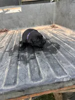 Black, a female Labrador Retriever for sale in Pine Mountain, GA – 1 of 7