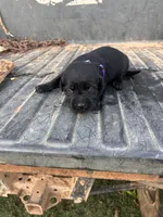 Black, a female Labrador Retriever for sale in Pine Mountain, GA – 2 of 7