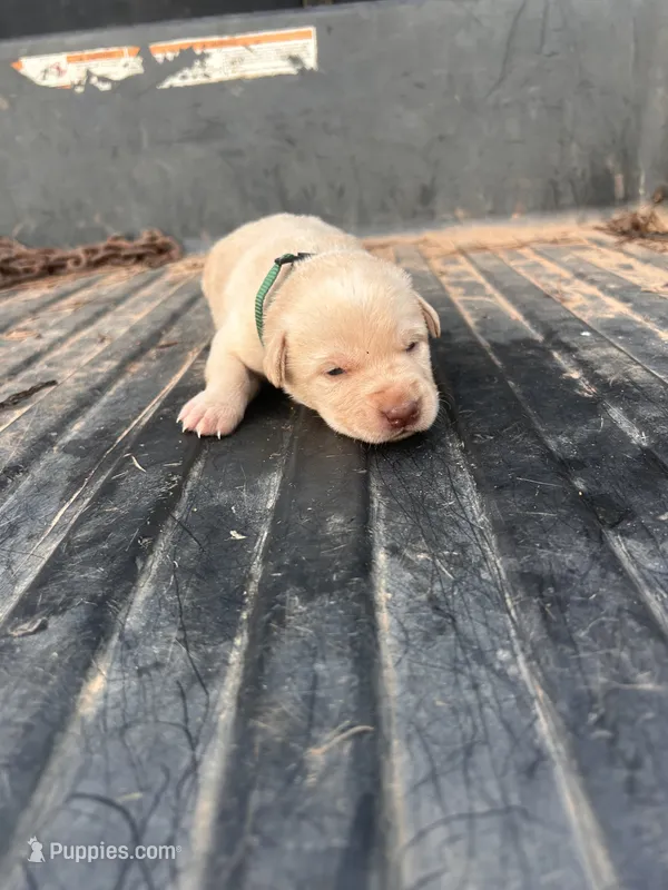 Yellow – Labrador Retriever puppy for sale in Pine Mountain, GA