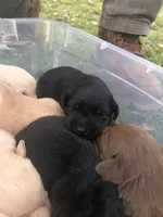 Black, a male Labrador Retriever for sale in Pine Mountain, GA – 1 of 6