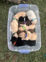 Black, a male Labrador Retriever for sale in Pine Mountain, GA – 6 of 6