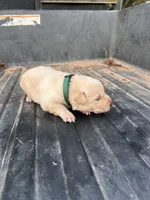 Yellow, a male Labrador Retriever for sale in Pine Mountain, GA – 4 of 5