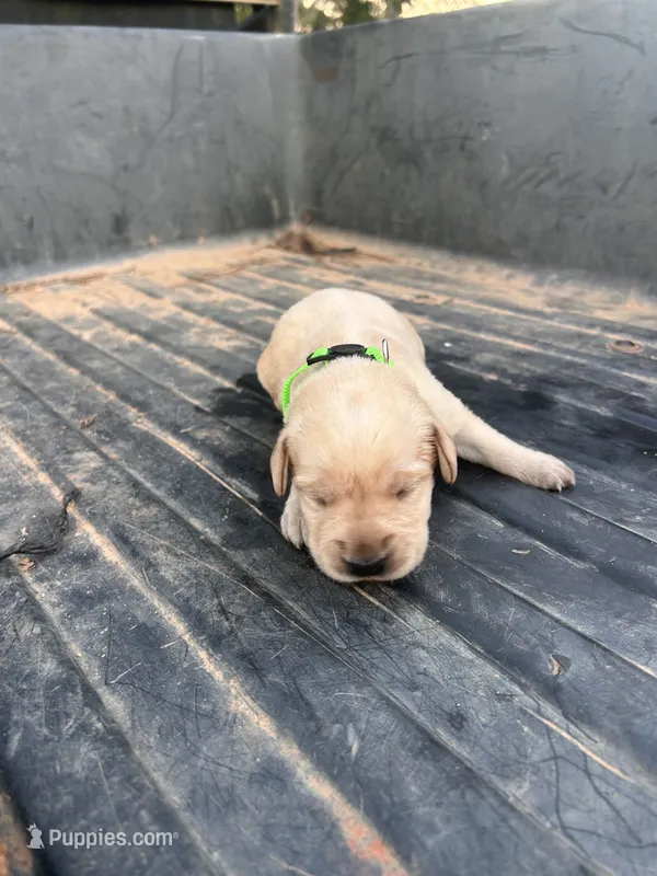 Yellow – Labrador Retriever puppy for sale in Pine Mountain, GA
