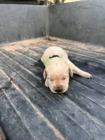 Yellow, a male Labrador Retriever for sale in Pine Mountain, GA – 1 of 5