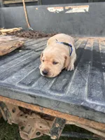 Yellow, a male Labrador Retriever for sale in Pine Mountain, GA – 5 of 9