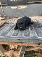 Black, a female Labrador Retriever for sale in Pine Mountain, GA – 4 of 7