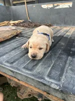 Yellow, a male Labrador Retriever for sale in Pine Mountain, GA – 3 of 9