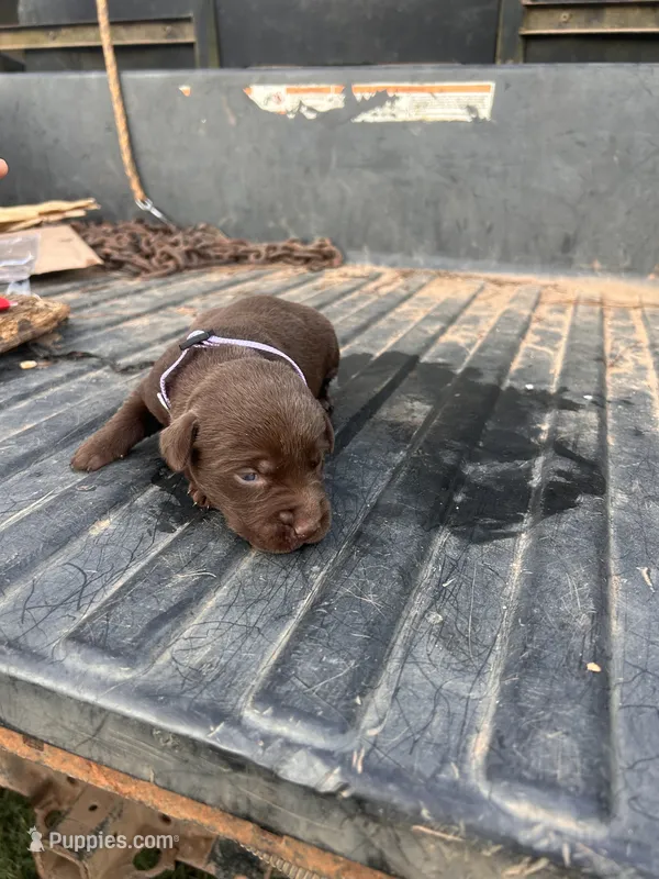 Brown – Labrador Retriever puppy for sale in Pine Mountain, GA