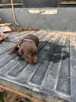 Brown, a female Labrador Retriever for sale in Pine Mountain, GA – 1 of 6
