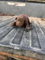 Brown, a female Labrador Retriever for sale in Pine Mountain, GA – 2 of 6