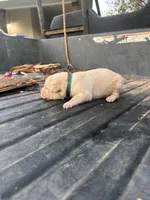 Yellow, a male Labrador Retriever for sale in Pine Mountain, GA – 5 of 5